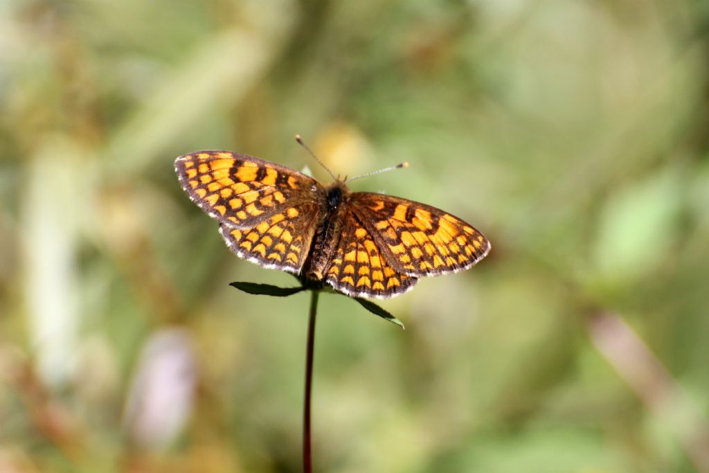 Melitaea athalia? S